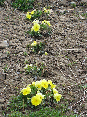 pansy unmulched